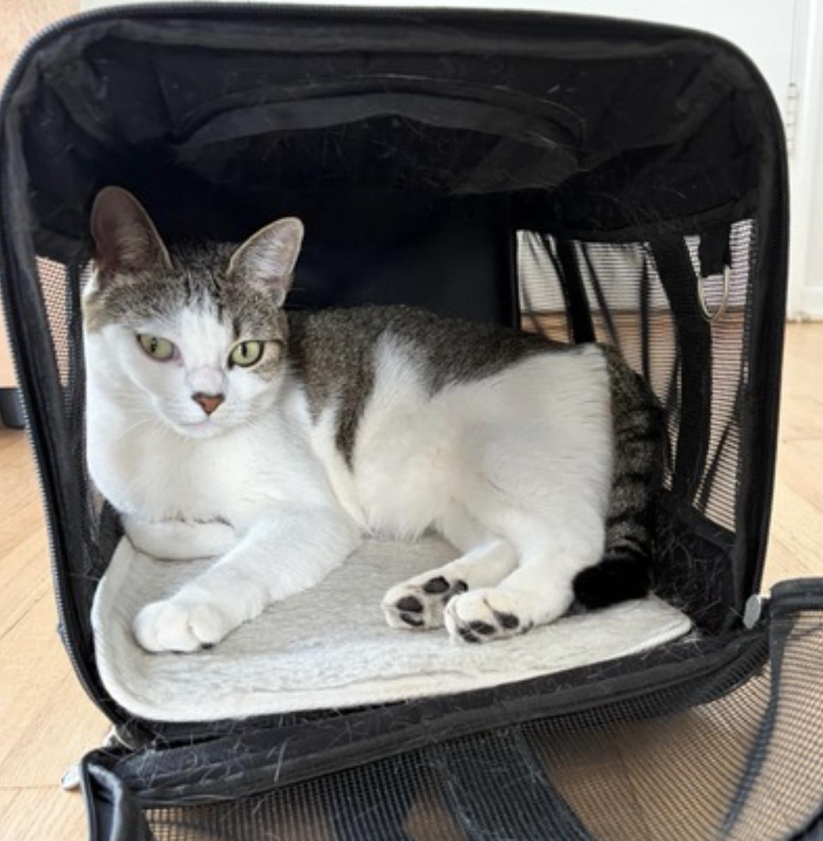 Enlarge Nabi, an adopted Domestic Short Hair in San Francisco, CA image 3/6