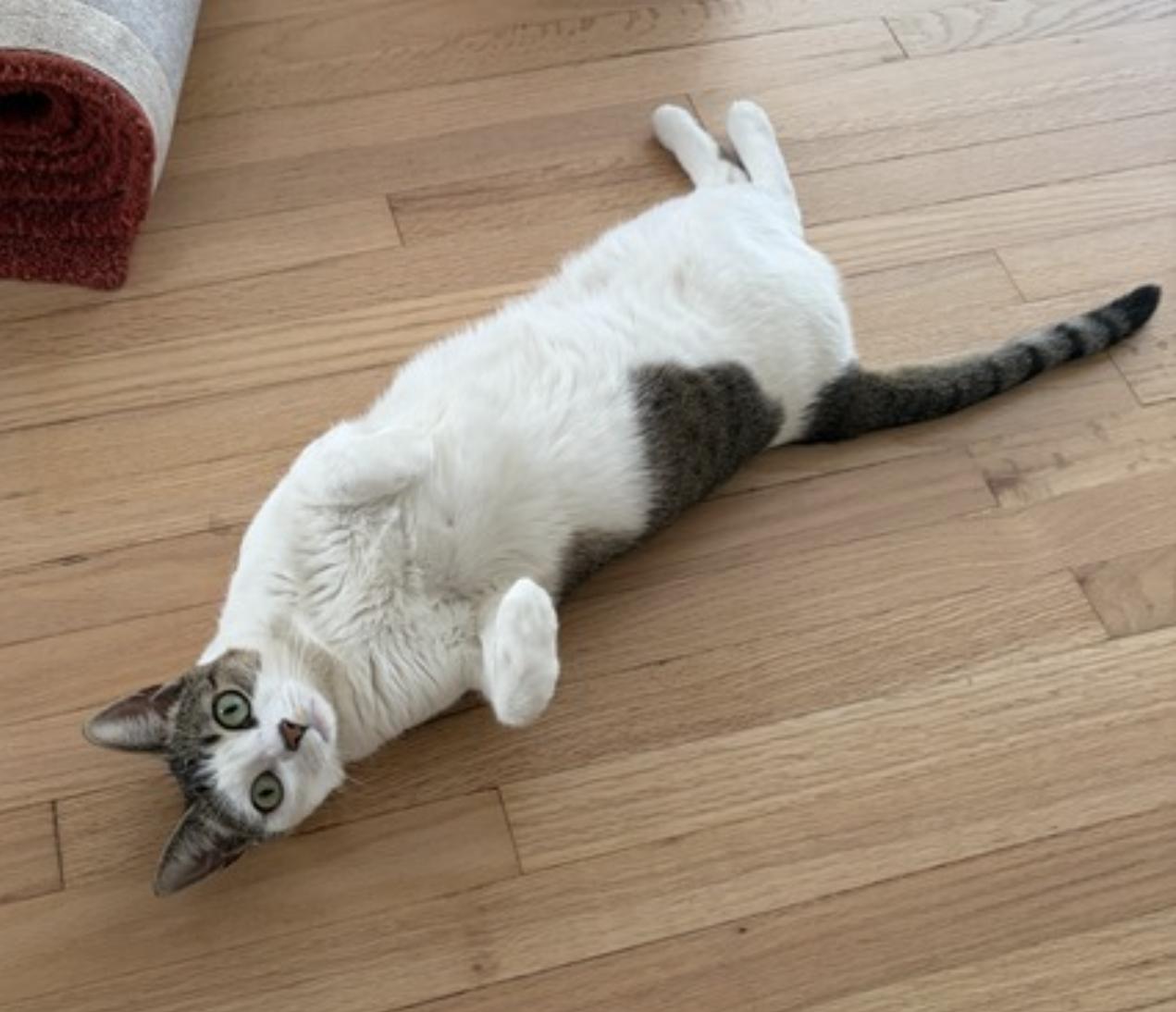 Enlarge Nabi, an adopted Domestic Short Hair in San Francisco, CA image 2/6