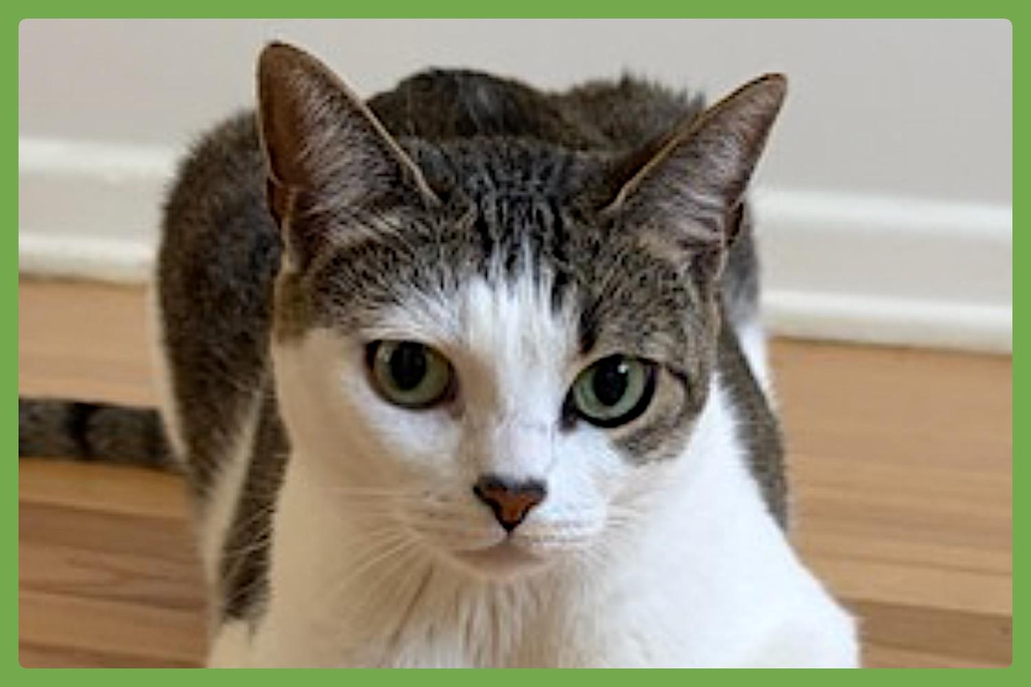 Nabi, adopted, Adult Female Domestic Short Hair.