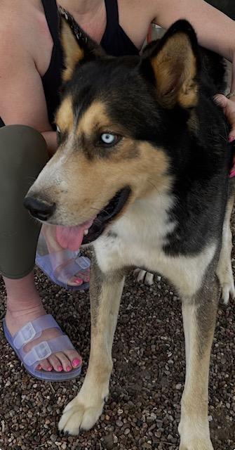 Enlarge Reese, a Adoptable mixed breed in Washington Court House, OH image 4/4