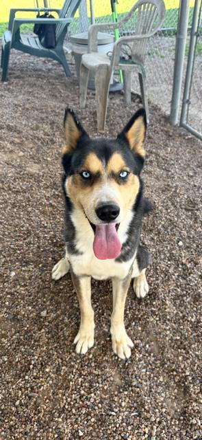 Enlarge Reese, a Adoptable mixed breed in Washington Court House, OH image 2/4