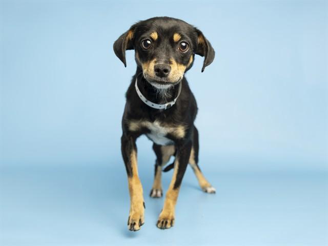 BROOKE, Adoptable, Young Female Miniature Pinscher & Mixed Breed.