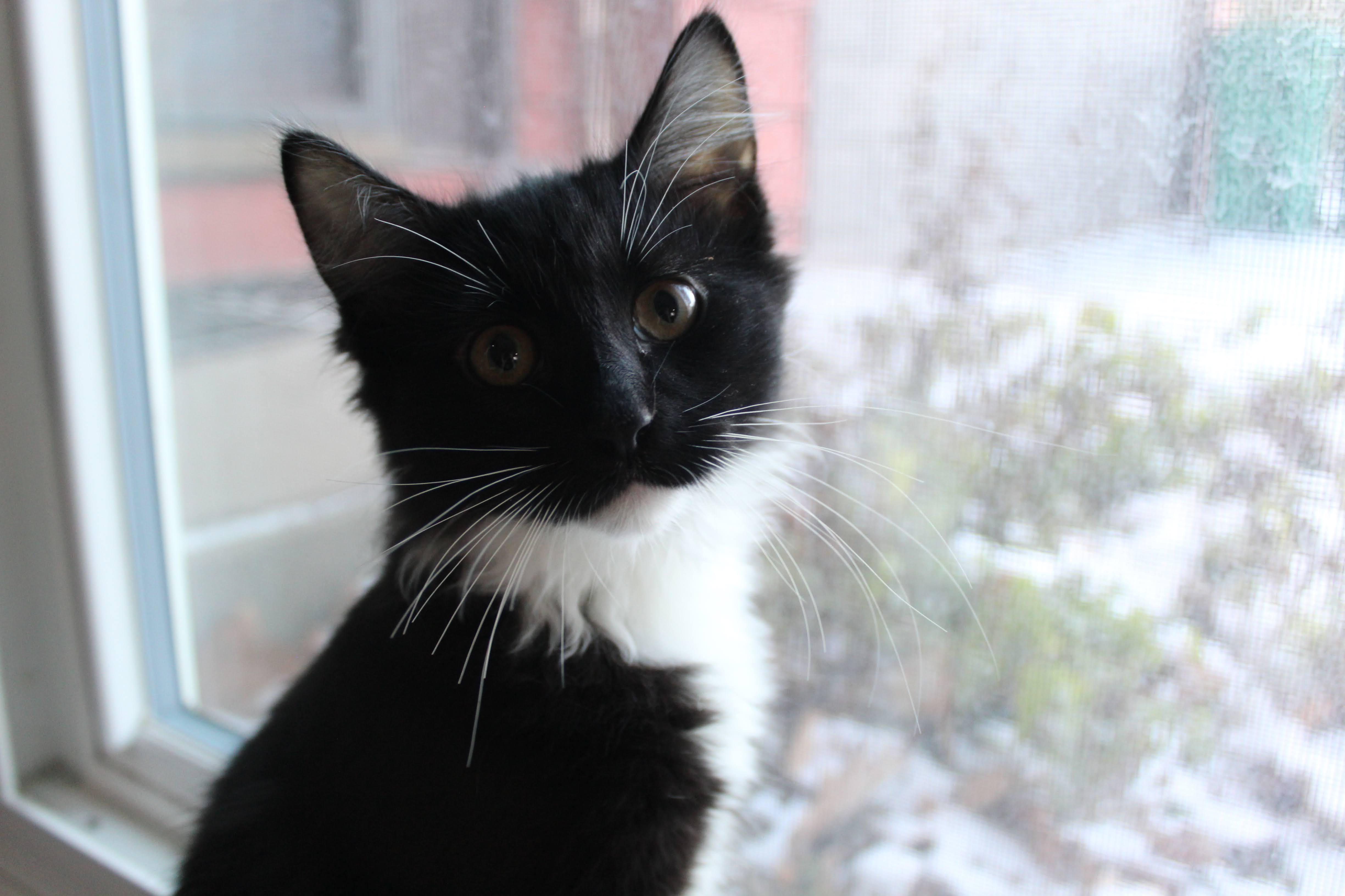 Goose, Adoptable, Kitten Male Domestic Medium Hair.