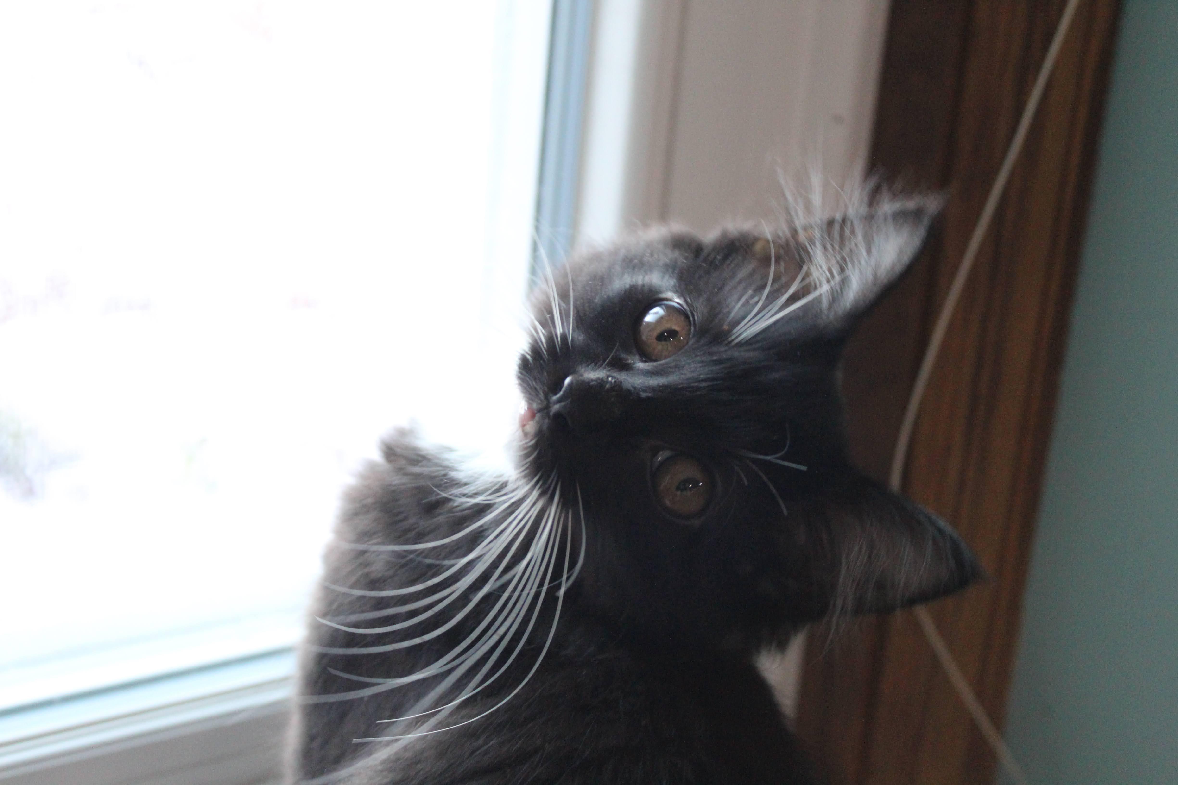 Enlarge Goose, a Adoptable Domestic Medium Hair in Farmington, MN image 3/4