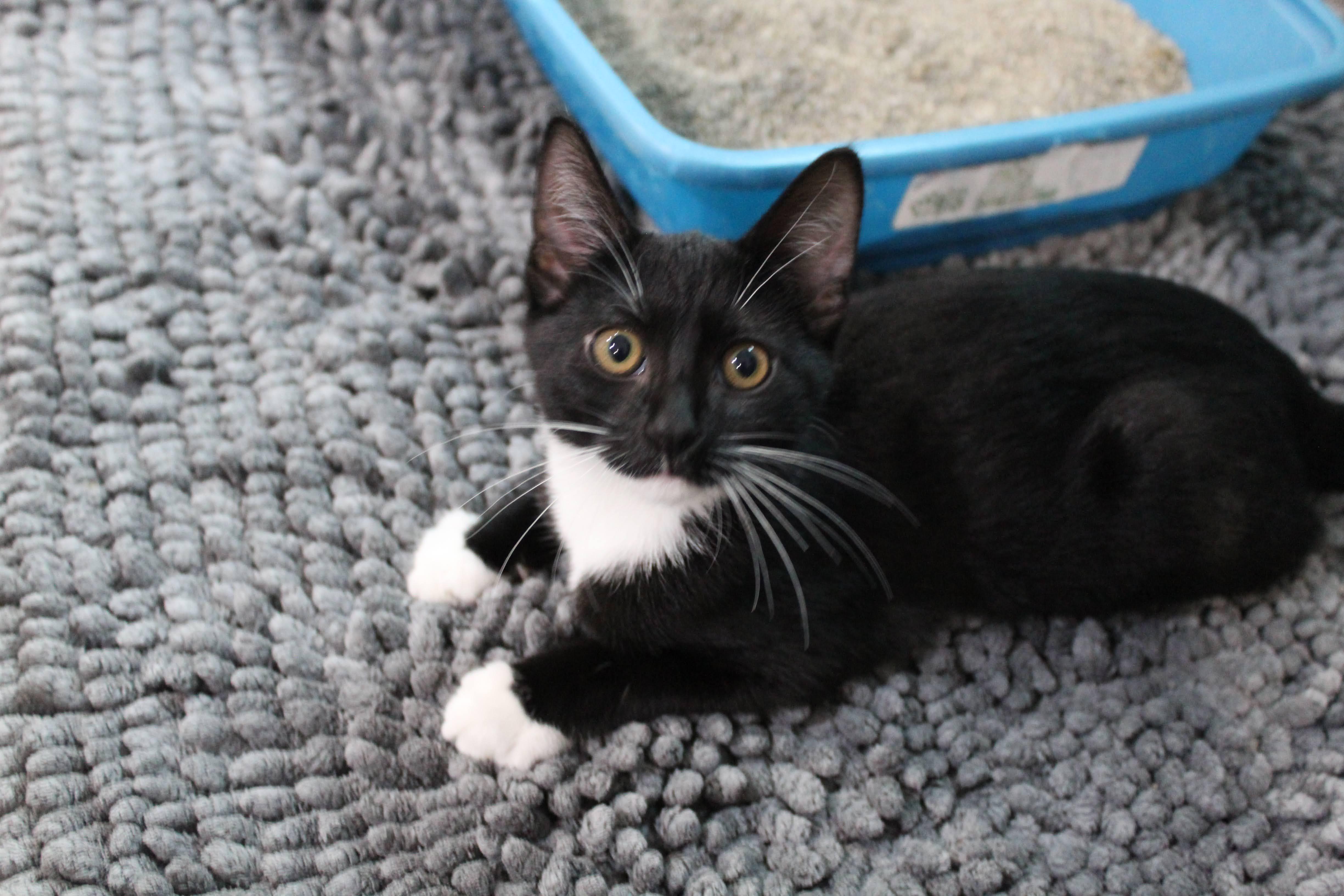 Enlarge Goose, a Adoptable Domestic Medium Hair in Farmington, MN image 4/4