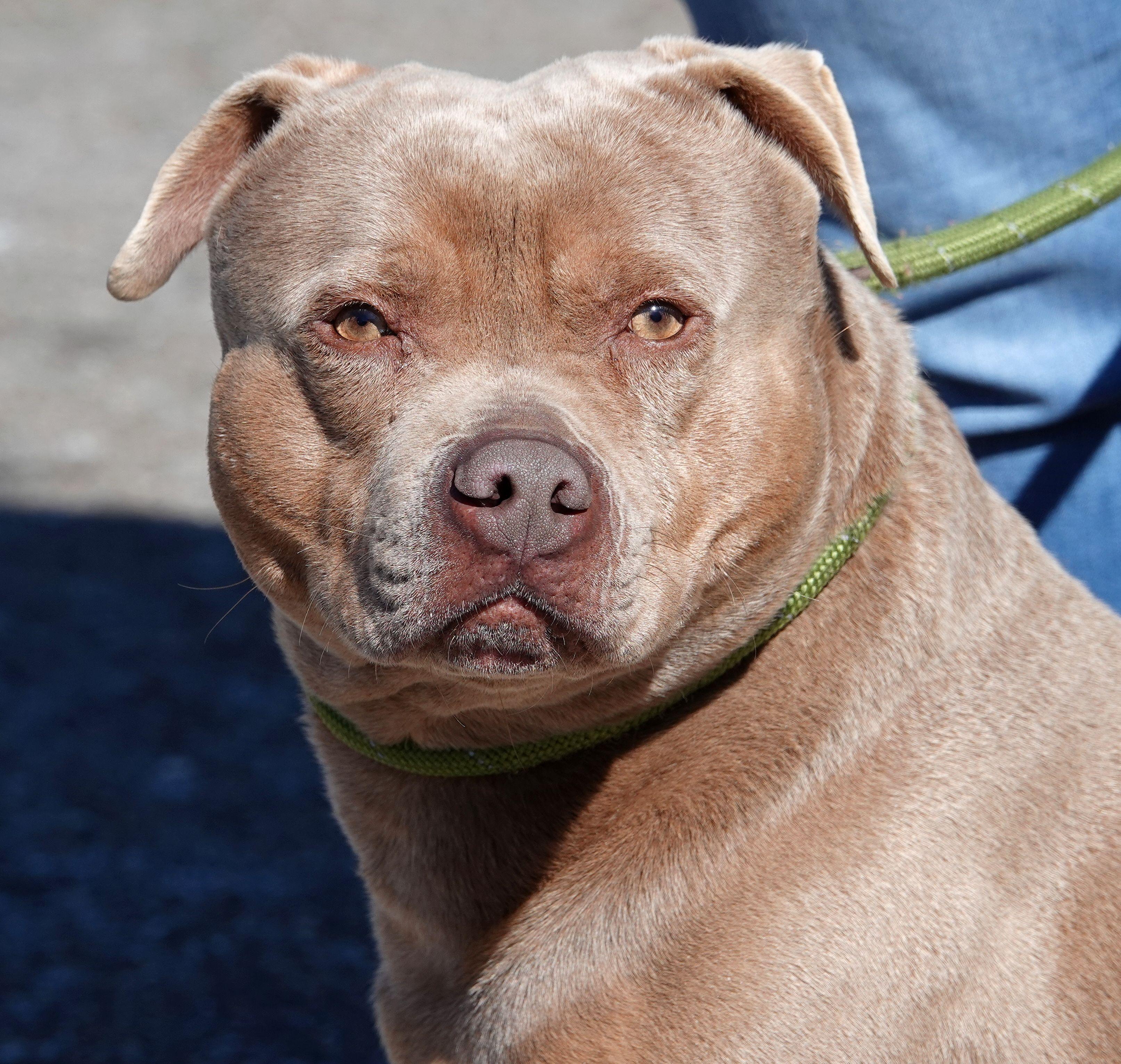Enlarge Moto, a ADOPTABLE American Bully in Millfield, OH image 1/4