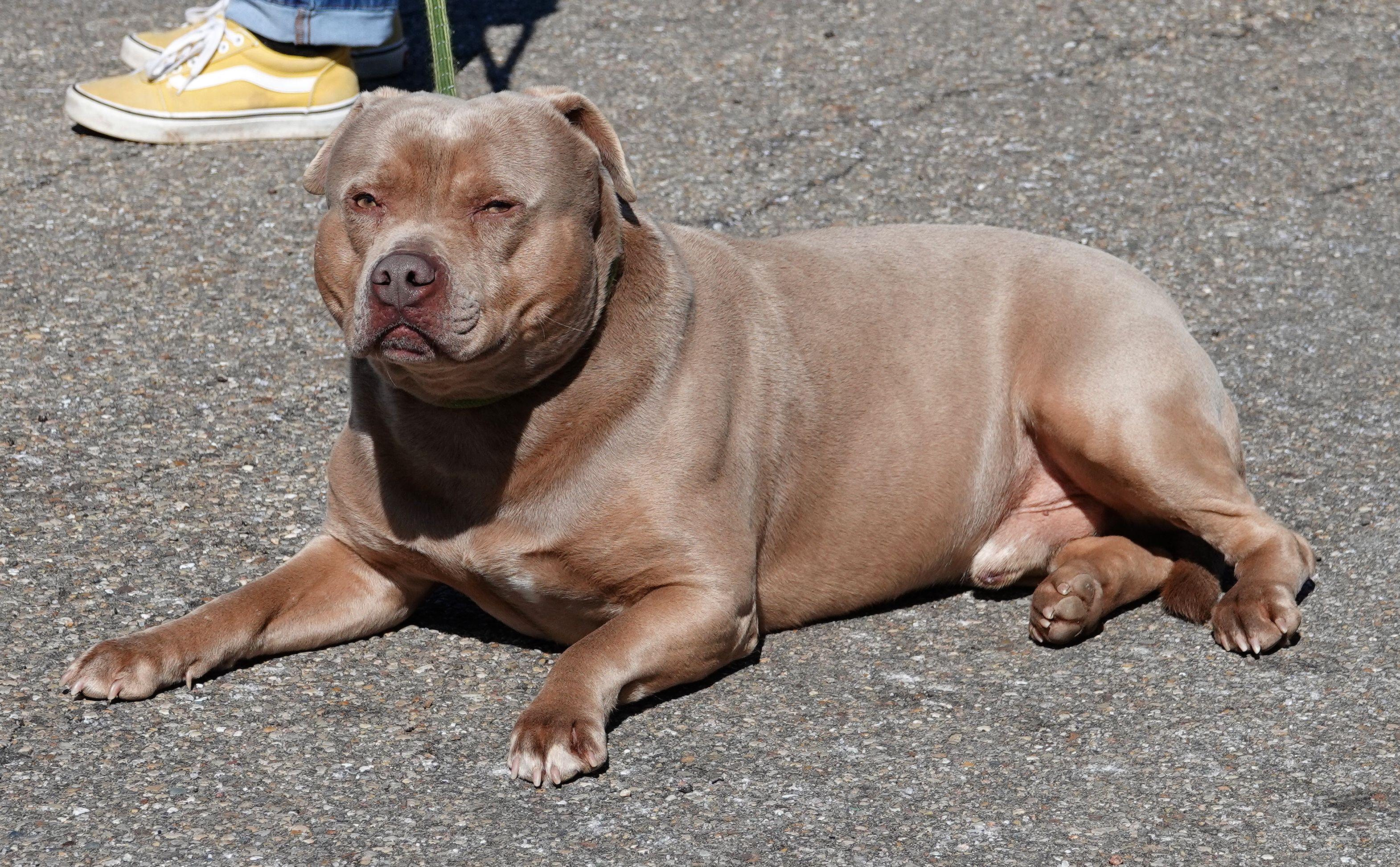 Enlarge Moto, a ADOPTABLE American Bully in Millfield, OH image 3/4