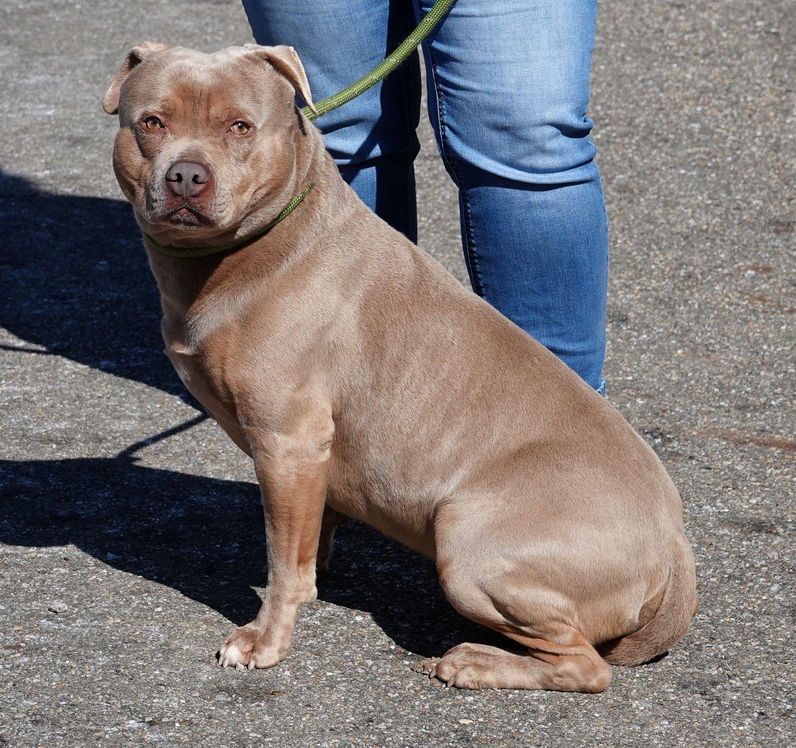 Enlarge Moto, a ADOPTABLE American Bully in Millfield, OH image 2/4