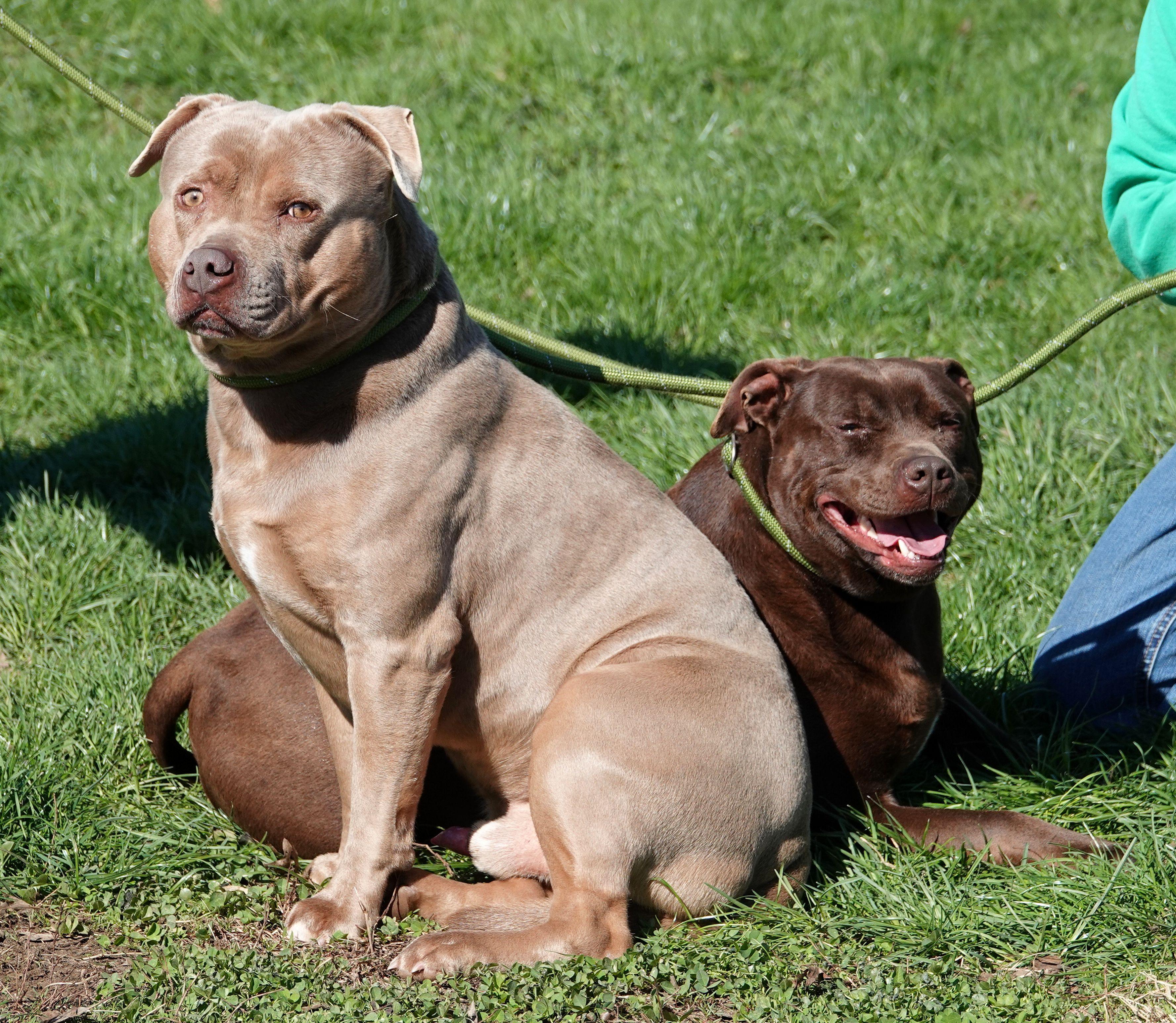 Enlarge Moto, a ADOPTABLE American Bully in Millfield, OH image 4/4