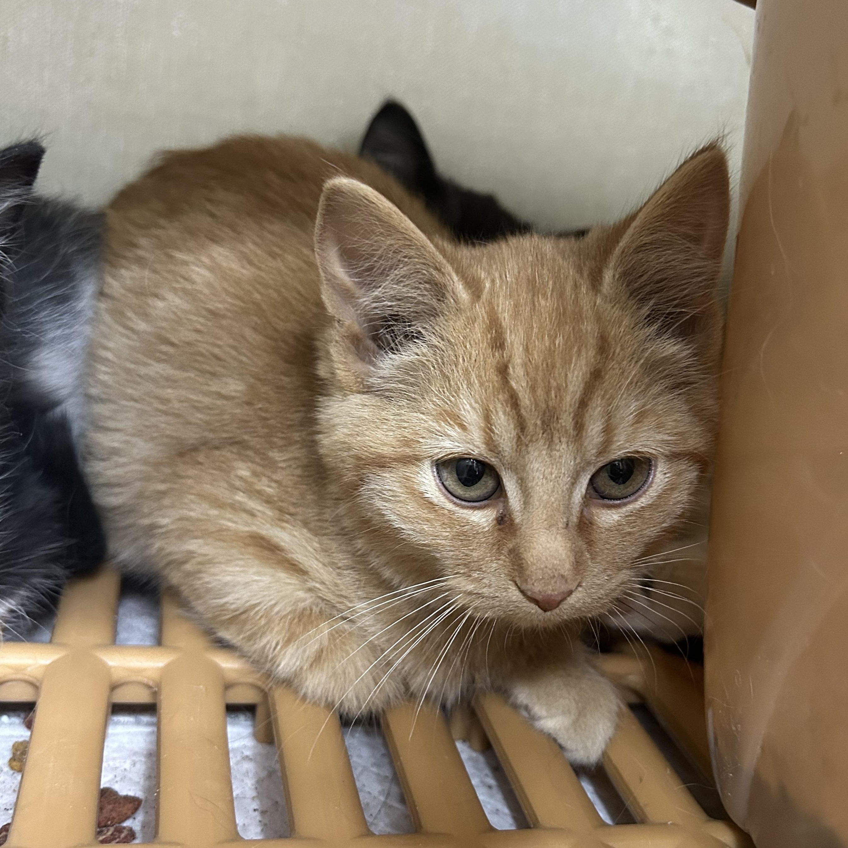 Enlarge Ivan, a Adoptable Domestic Short Hair in Blue Earth, MN image 1/1