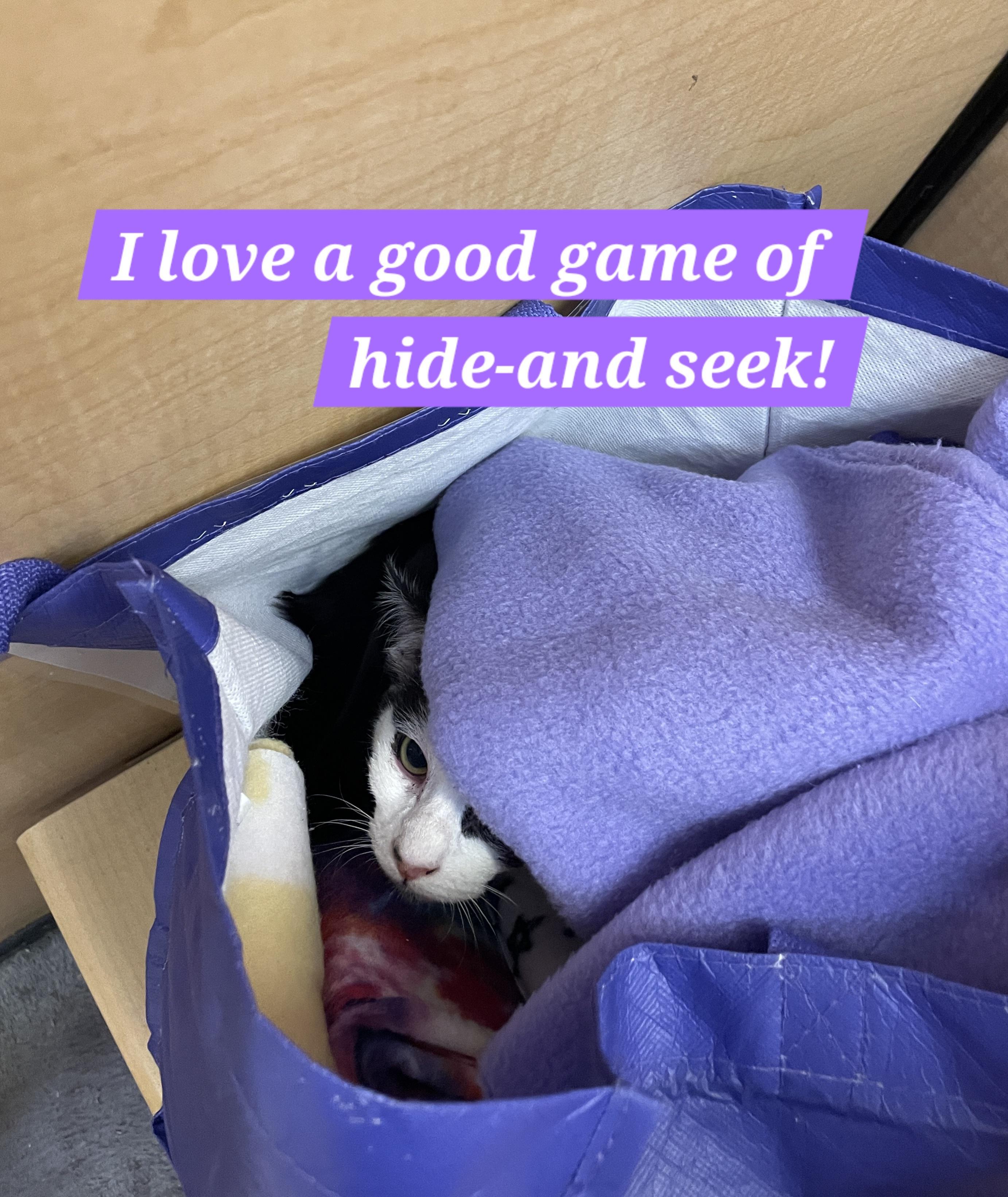 Morticia, a ADOPTABLE mixed breed in Albuquerque, NM image 6/6