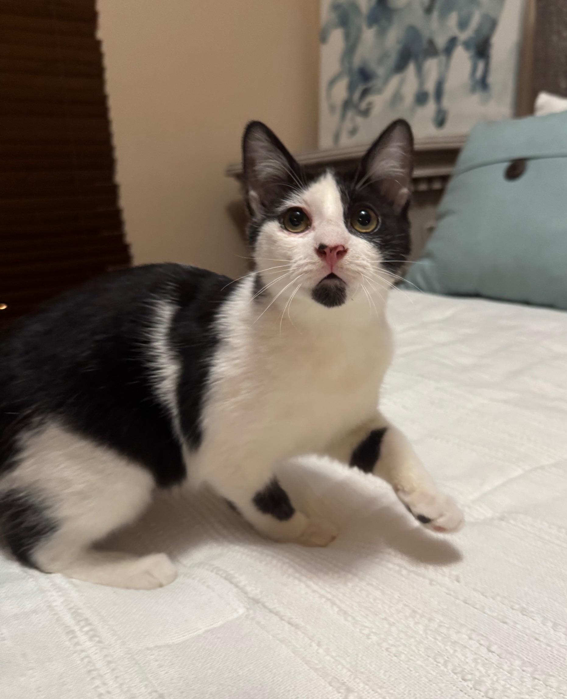 Morticia, a ADOPTABLE mixed breed in Albuquerque, NM image 2/6