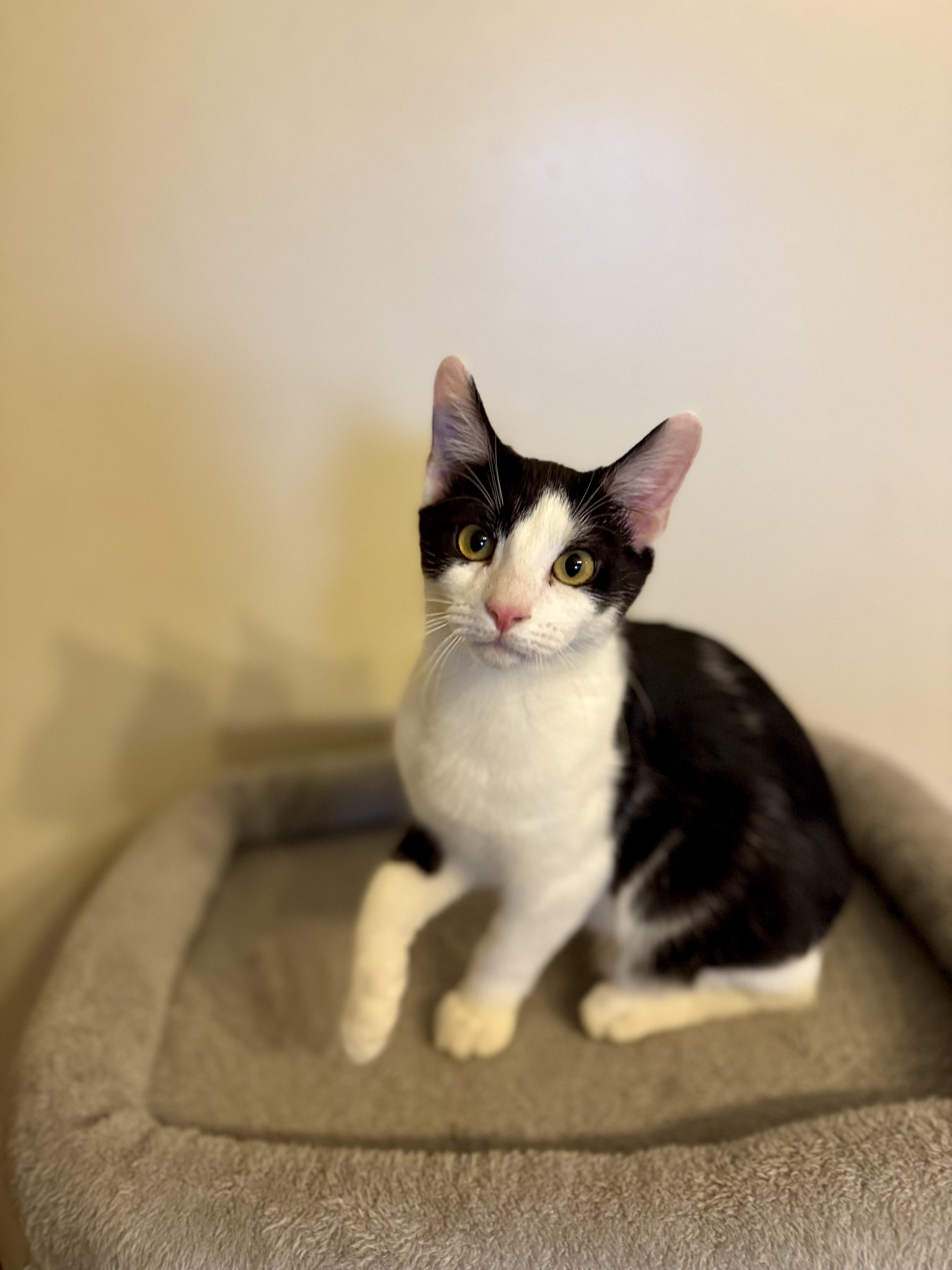 Enlarge Moksha, a Adoptable mixed breed in Lynchburg, TN image 1/4