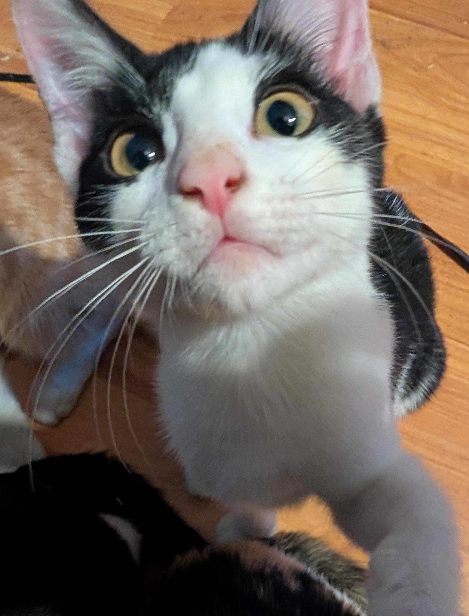 Enlarge Moksha, a Adoptable mixed breed in Lynchburg, TN image 2/4