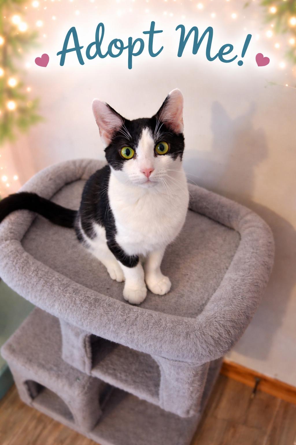 Enlarge Moksha, a Adoptable mixed breed in Lynchburg, TN image 3/4