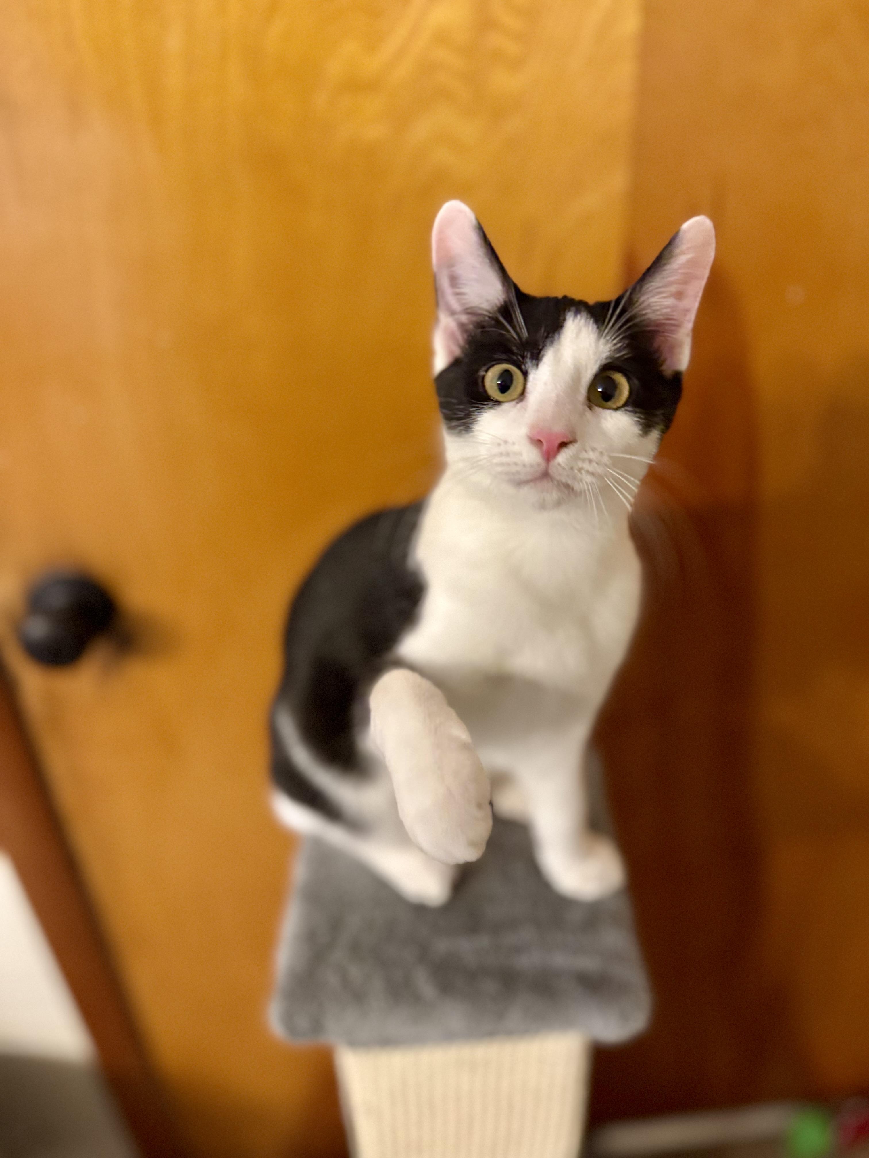 Enlarge Moksha, a Adoptable mixed breed in Lynchburg, TN image 4/4