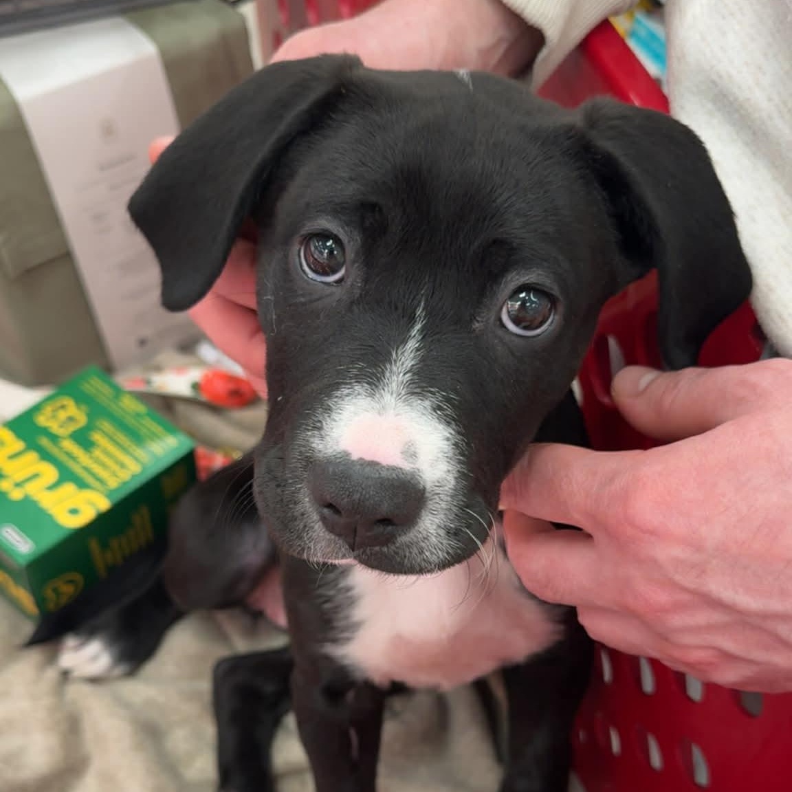 Enlarge Hattie, a ADOPTABLE Mixed Breed in Schenectady, NY image 6/6