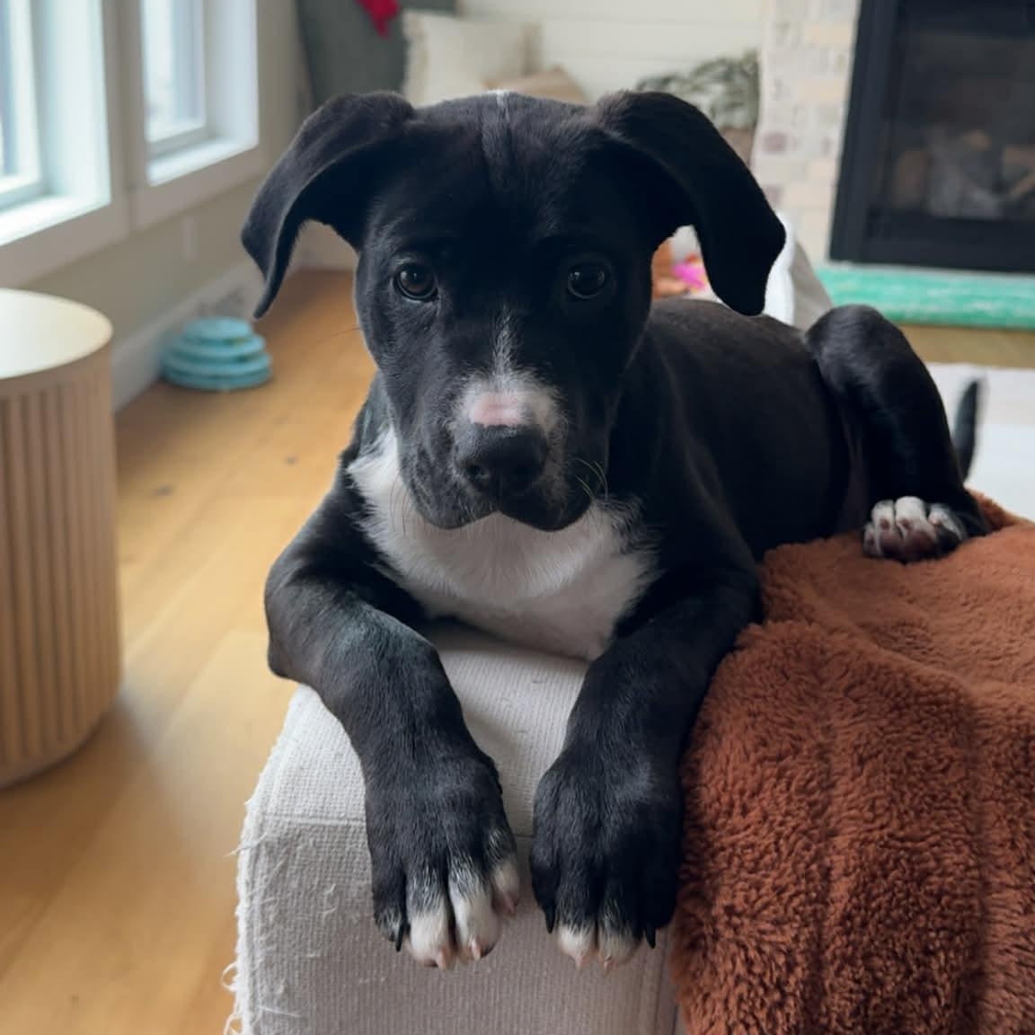 Hattie, ADOPTABLE, Puppy Female Mixed Breed.