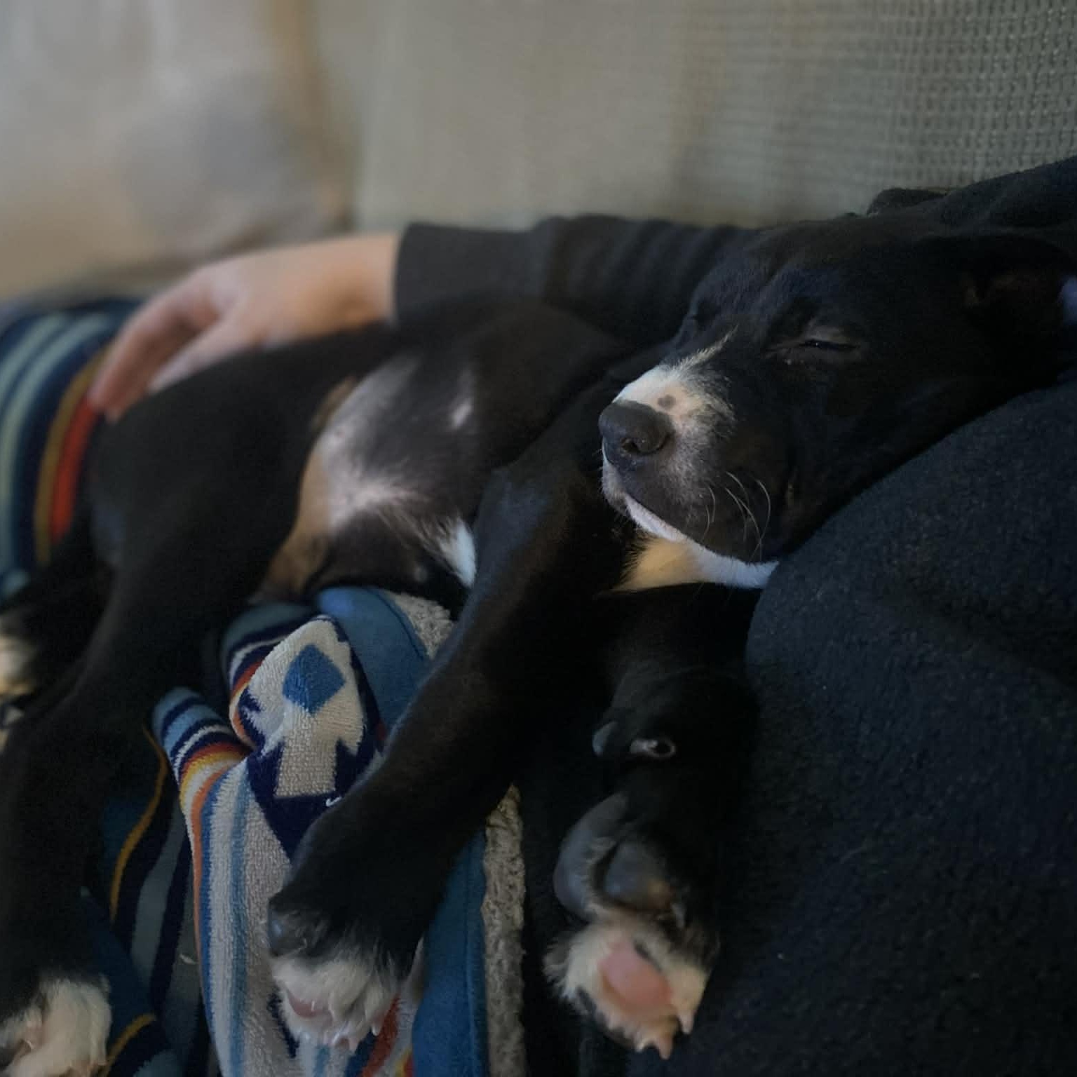 Enlarge Hattie, a ADOPTABLE Mixed Breed in Schenectady, NY image 3/6