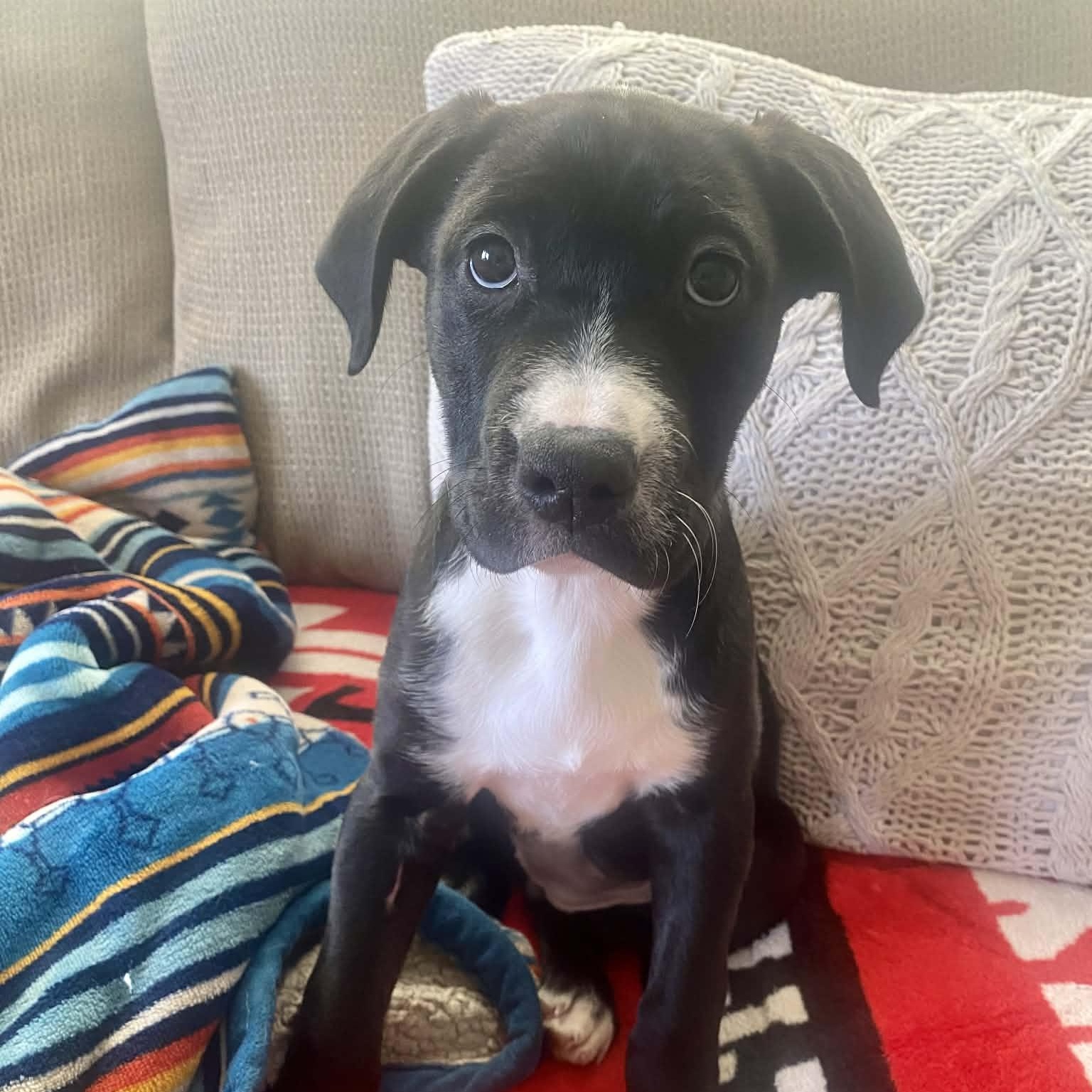 Enlarge Hattie, a ADOPTABLE Mixed Breed in Schenectady, NY image 2/6