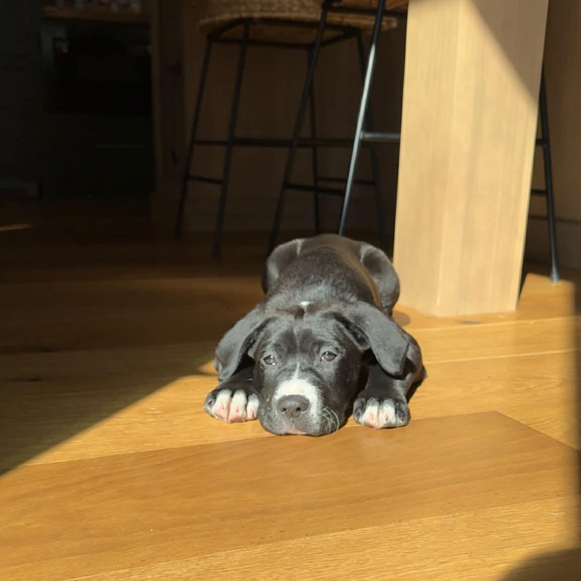 Enlarge Hattie, a ADOPTABLE Mixed Breed in Schenectady, NY image 5/6