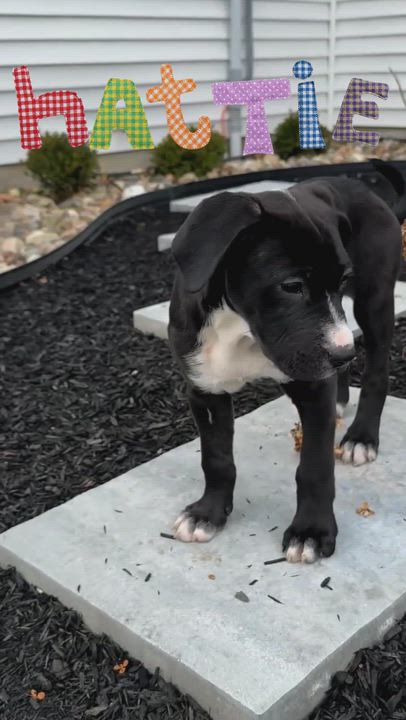 Enlarge Hattie, a ADOPTABLE Mixed Breed in Schenectady, NY video 4/6