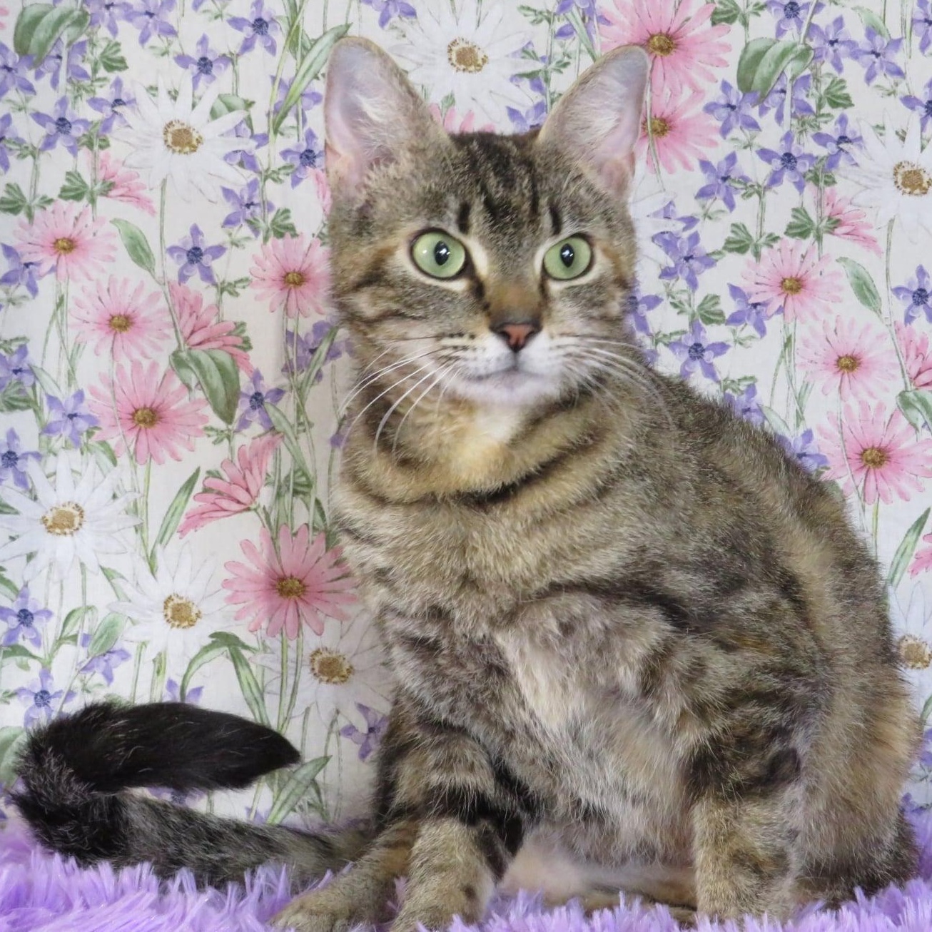 Marla, Young Female Torbie