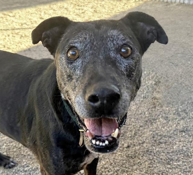 Enlarge NYX*, a Adoptable mixed breed in Tucson, AZ image 1/1