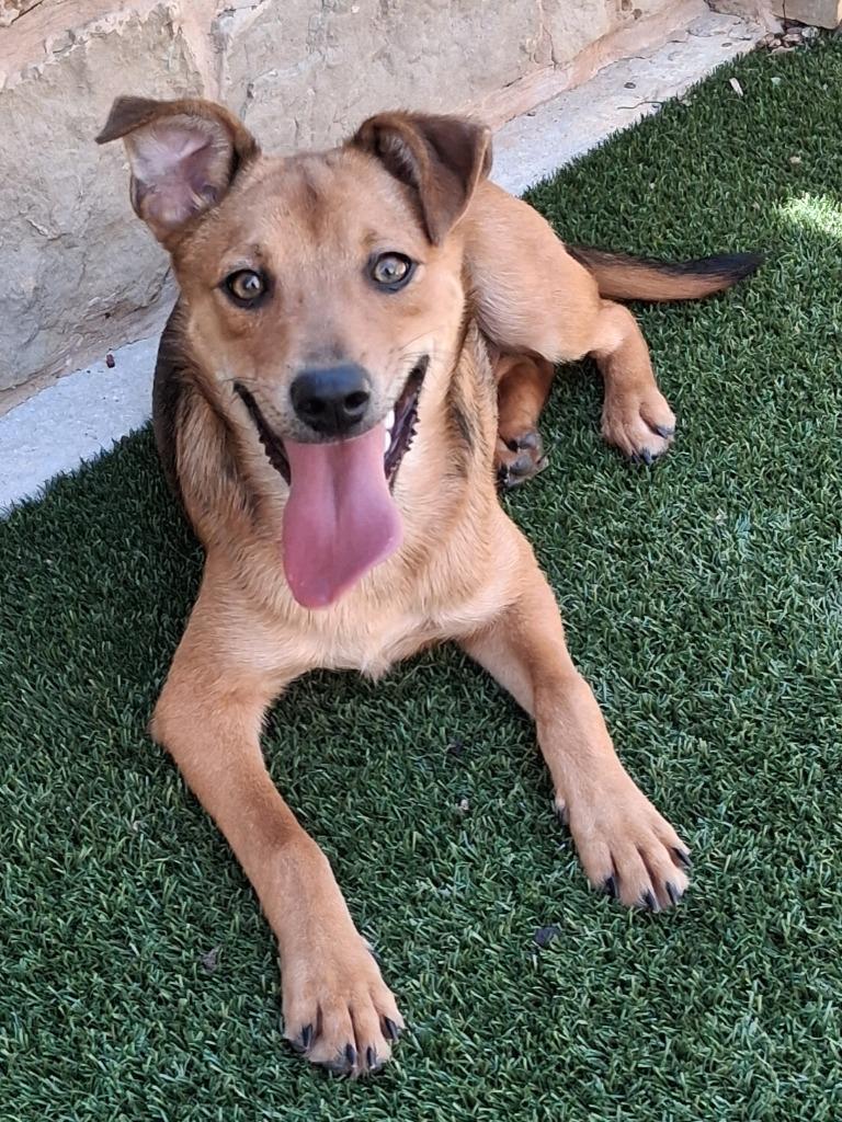 Pumbaa, Adoptable, Puppy Male Shepherd.