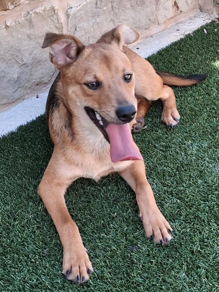 Enlarge Pumbaa, a Adoptable mixed breed in Seguin, TX image 2/2