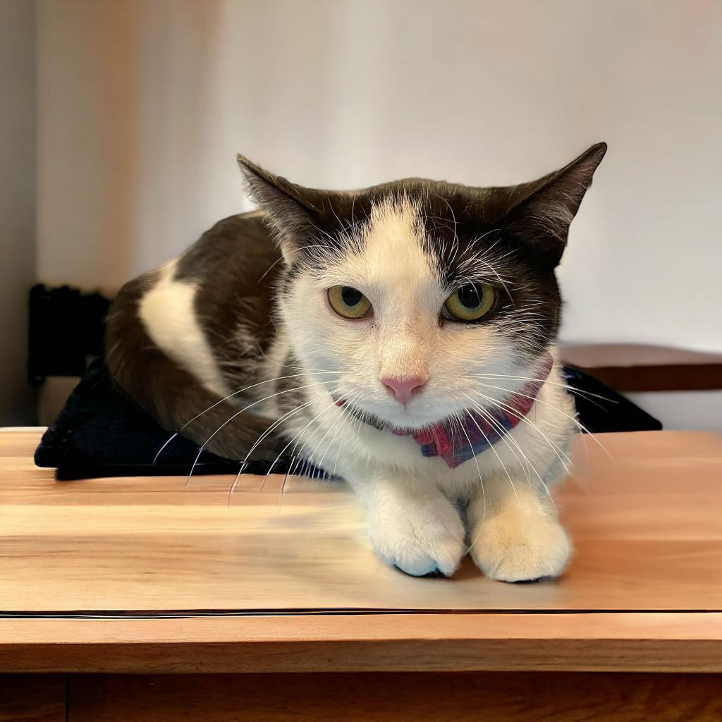 Enlarge Orca, a Adoptable Domestic Short Hair in Howard beach, NY image 1/6