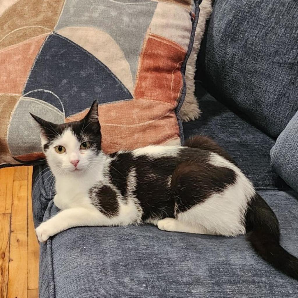 Enlarge Orca, a Adoptable Domestic Short Hair in Howard beach, NY image 2/6