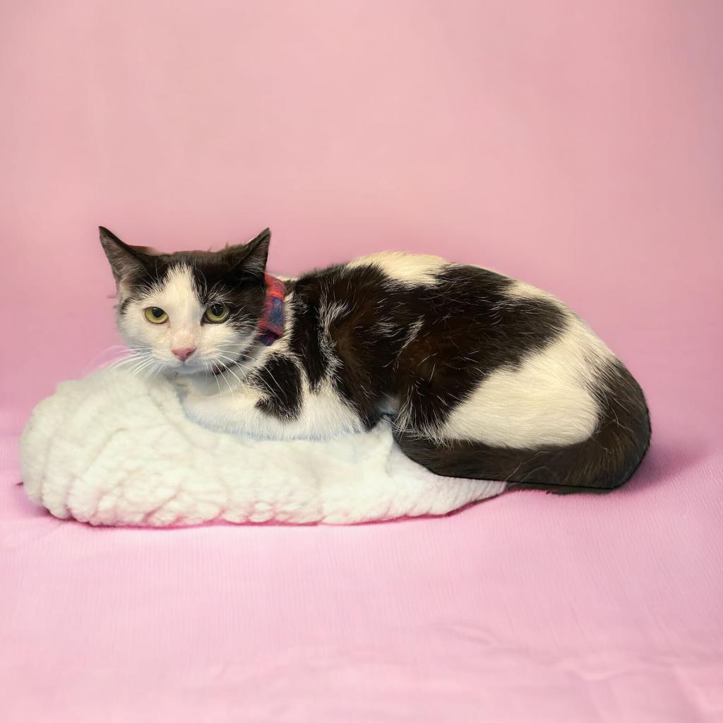 Enlarge Orca, a Adoptable Domestic Short Hair in Howard beach, NY image 3/6