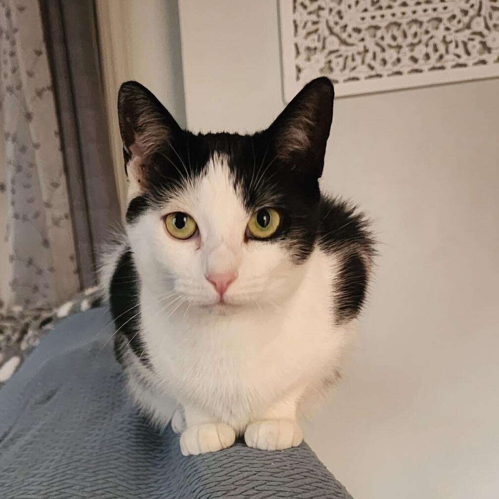 Enlarge Orca, a Adoptable Domestic Short Hair in Howard beach, NY image 4/6