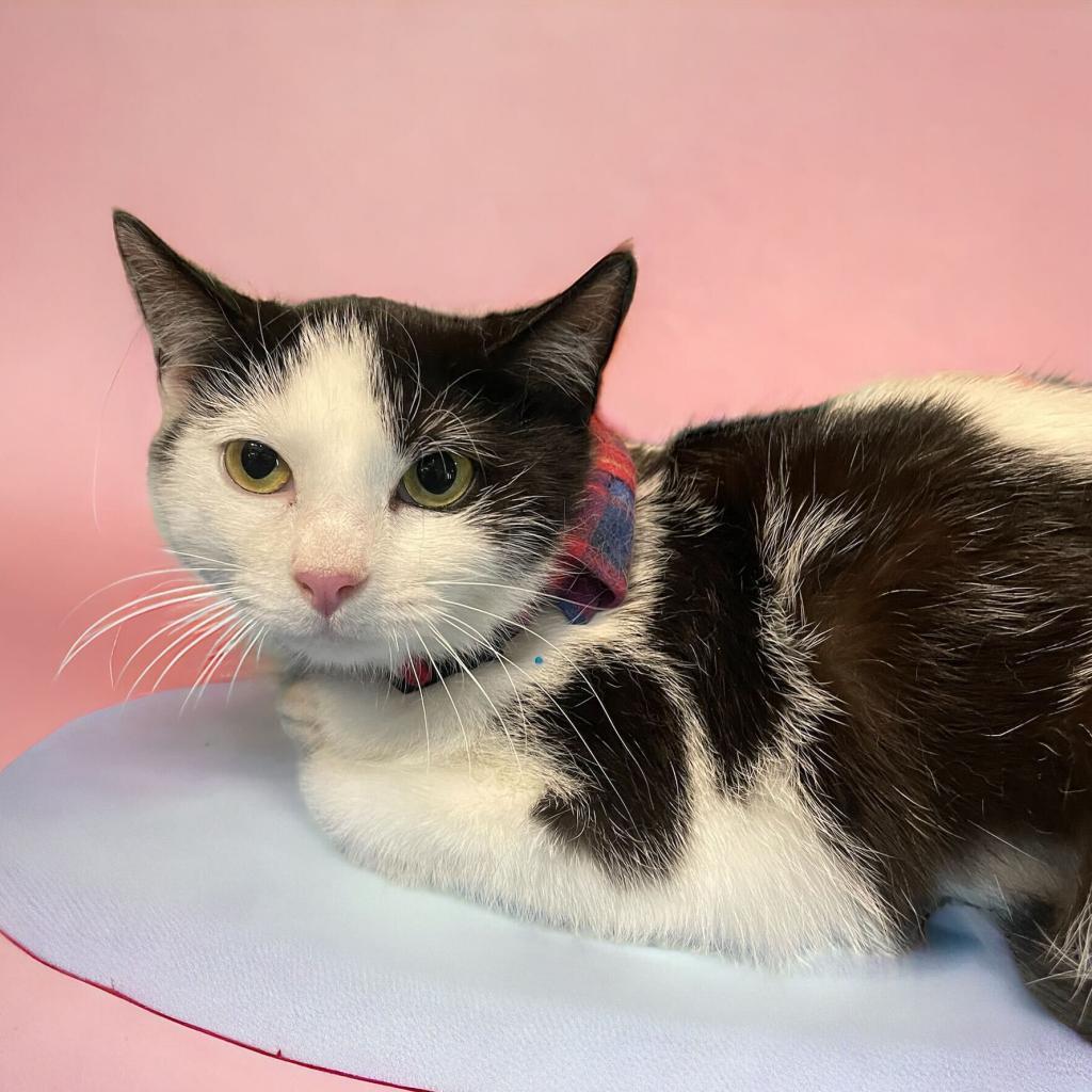 Enlarge Orca, a Adoptable Domestic Short Hair in Howard beach, NY image 5/6