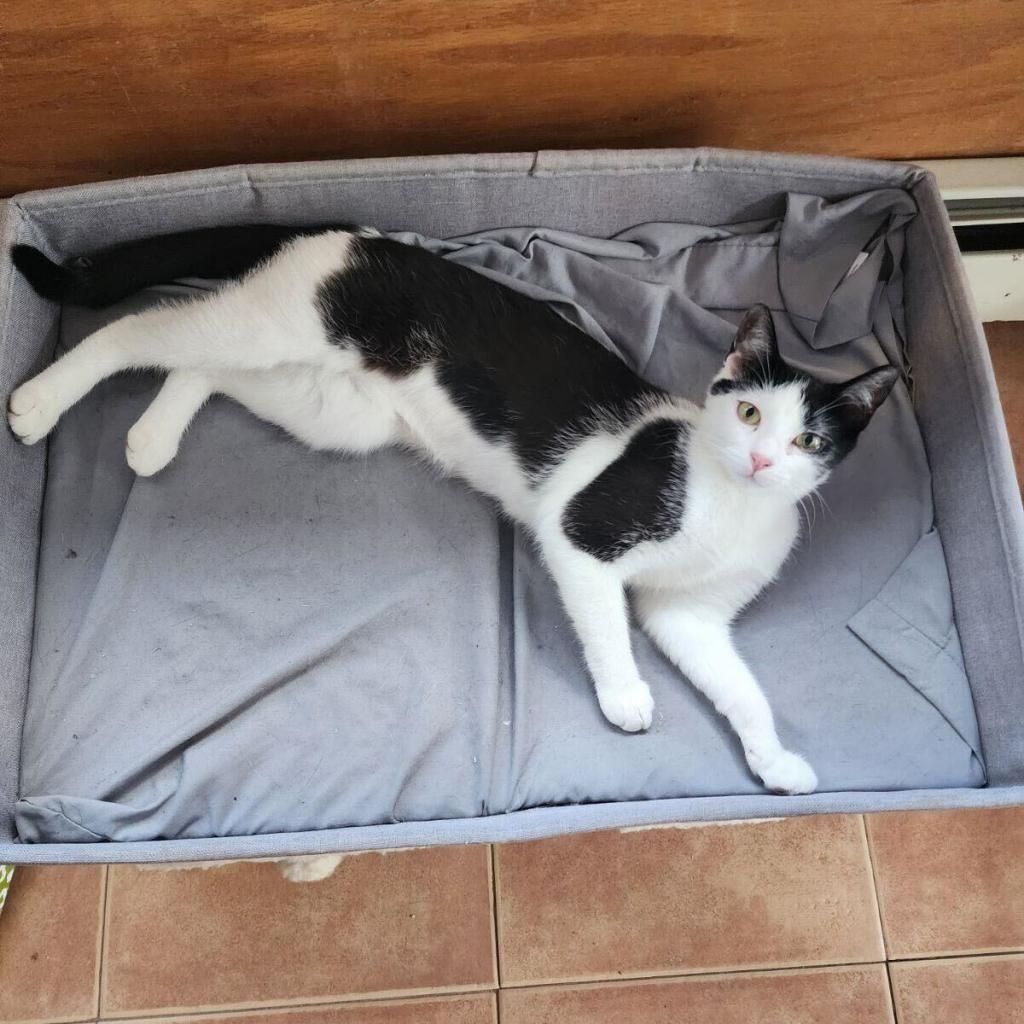 Enlarge Orca, a Adoptable Domestic Short Hair in Howard beach, NY image 6/6