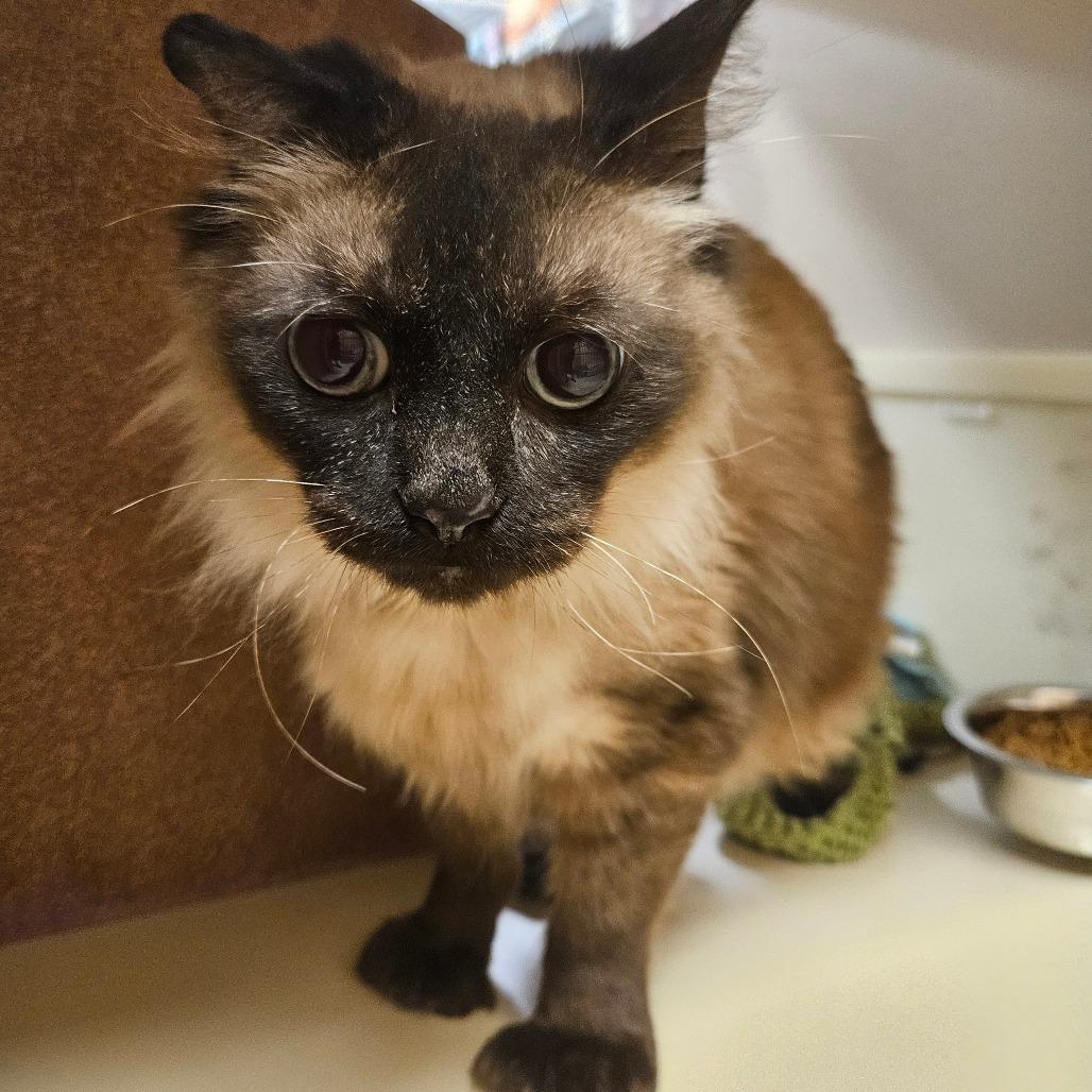 Enlarge Nisaba, a Adoptable mixed breed in Grantsville, UT image 1/1