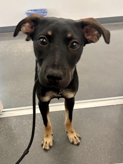 Kara Zor-El (in Foster), Adoptable, Puppy Female Mixed Breed & Mixed Breed.