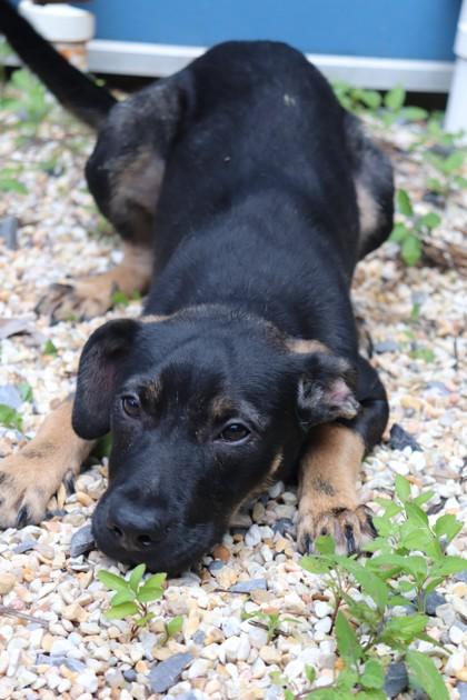 Kara Zor-El (in Foster), a Adoptable mixed breed in New Orleans, LA image 2/3