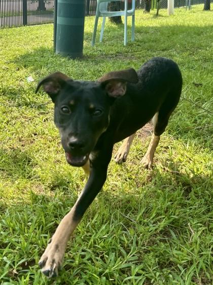 Kara Zor-El (in Foster), a Adoptable mixed breed in New Orleans, LA image 3/3