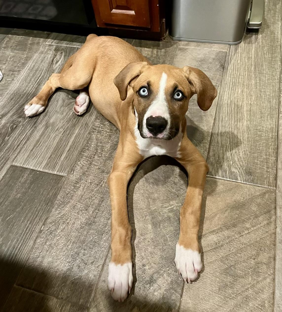 Millie, adopted, Young Female Mixed Breed.