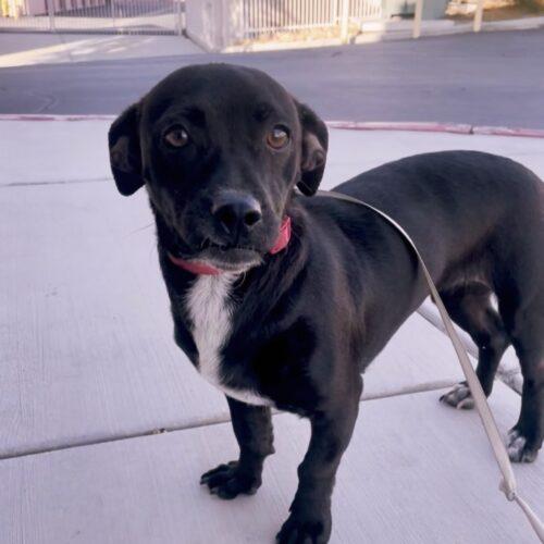Enlarge Frida, a Adoptable mixed breed in Coachella, CA image 1/3