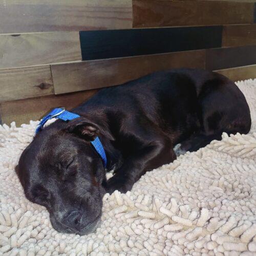 Enlarge Frida, a Adoptable mixed breed in Coachella, CA image 3/3