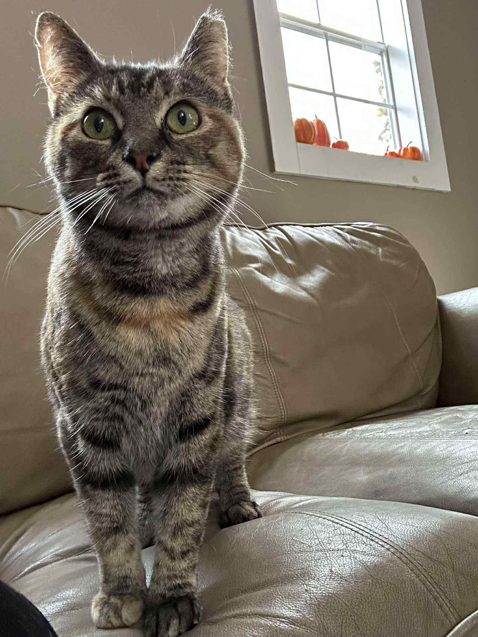 Enlarge McFlurry, a Adoptable Domestic Short Hair in Elkins, WV image 1/1