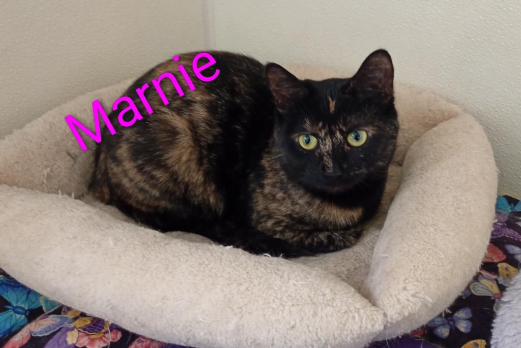 Marnie, Adoptable, Young Female Domestic Short Hair.