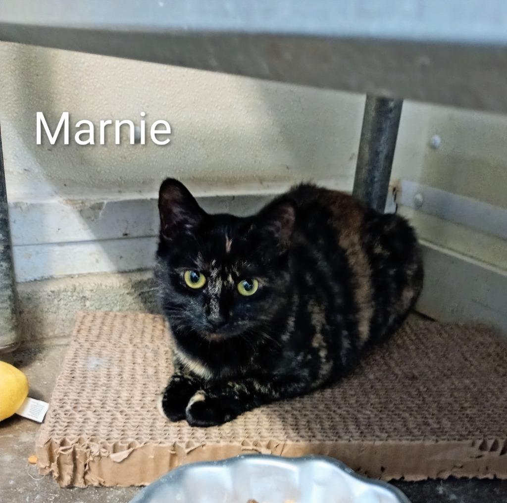 Marnie, a Adoptable mixed breed in Saint James, MN image 2/2