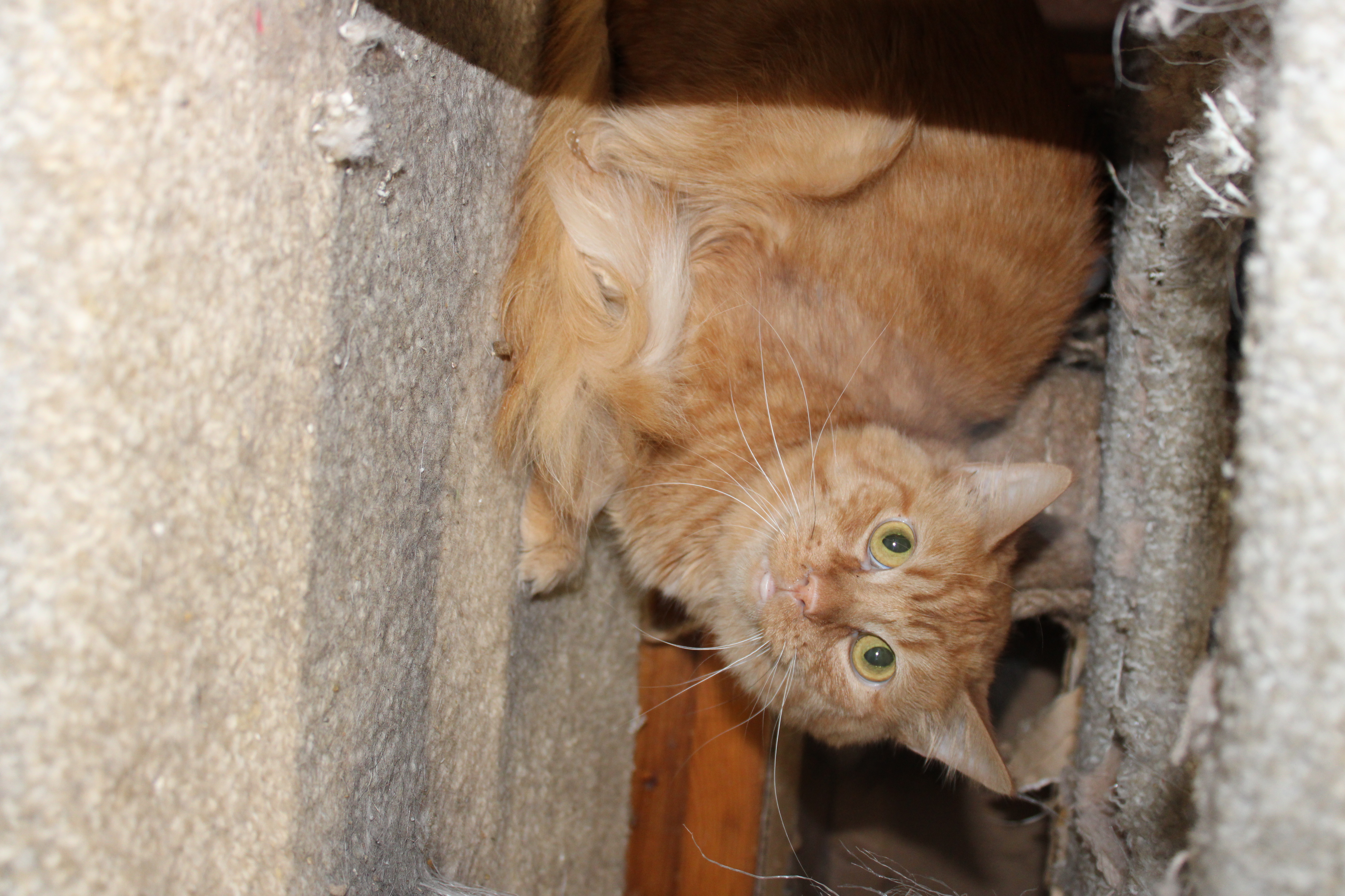 Enlarge Archie, a Adoptable Tabby in Marion, IN image 1/1