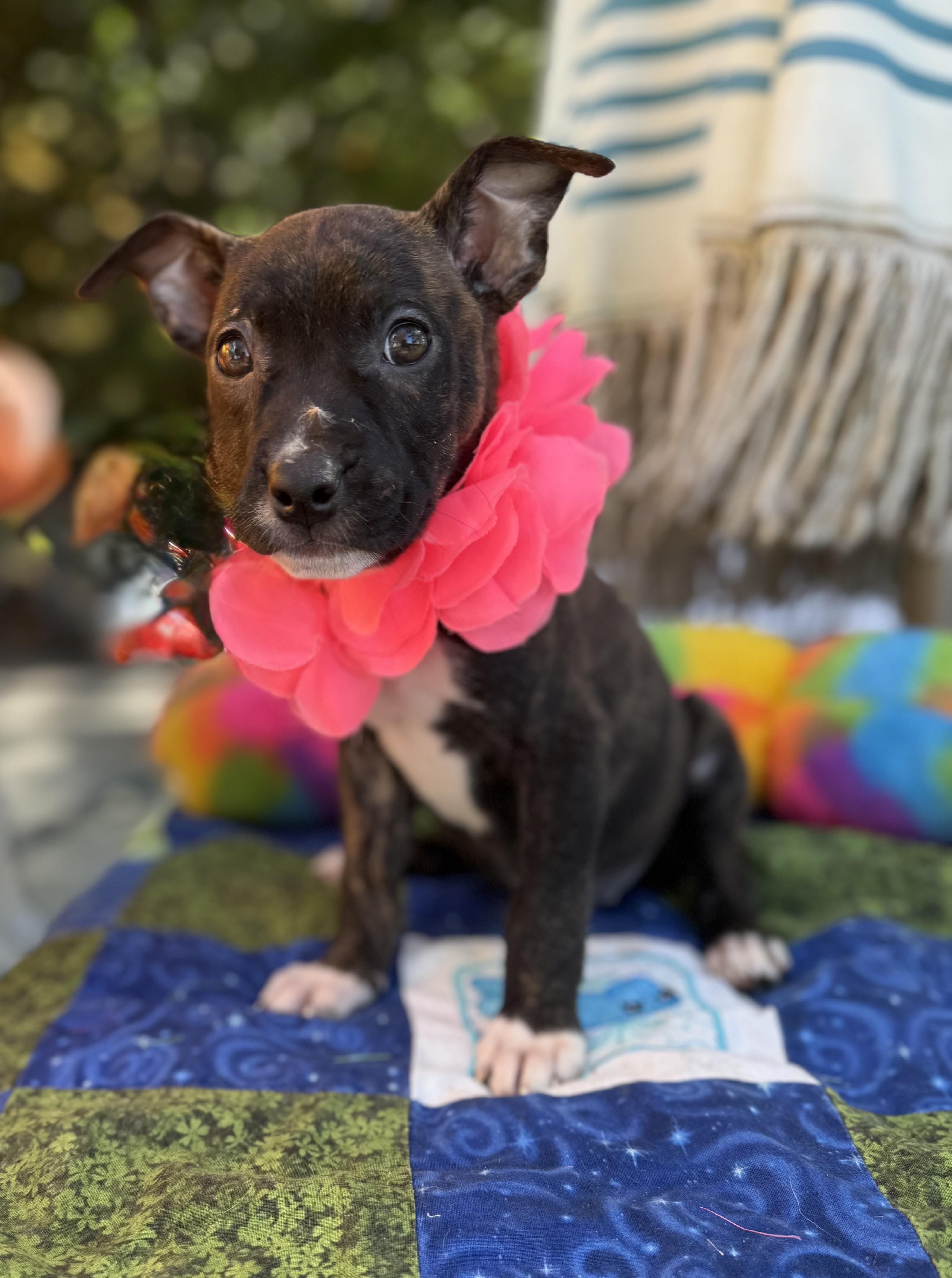 Dove, Adoptable, Puppy Female Boxer & Terrier.
