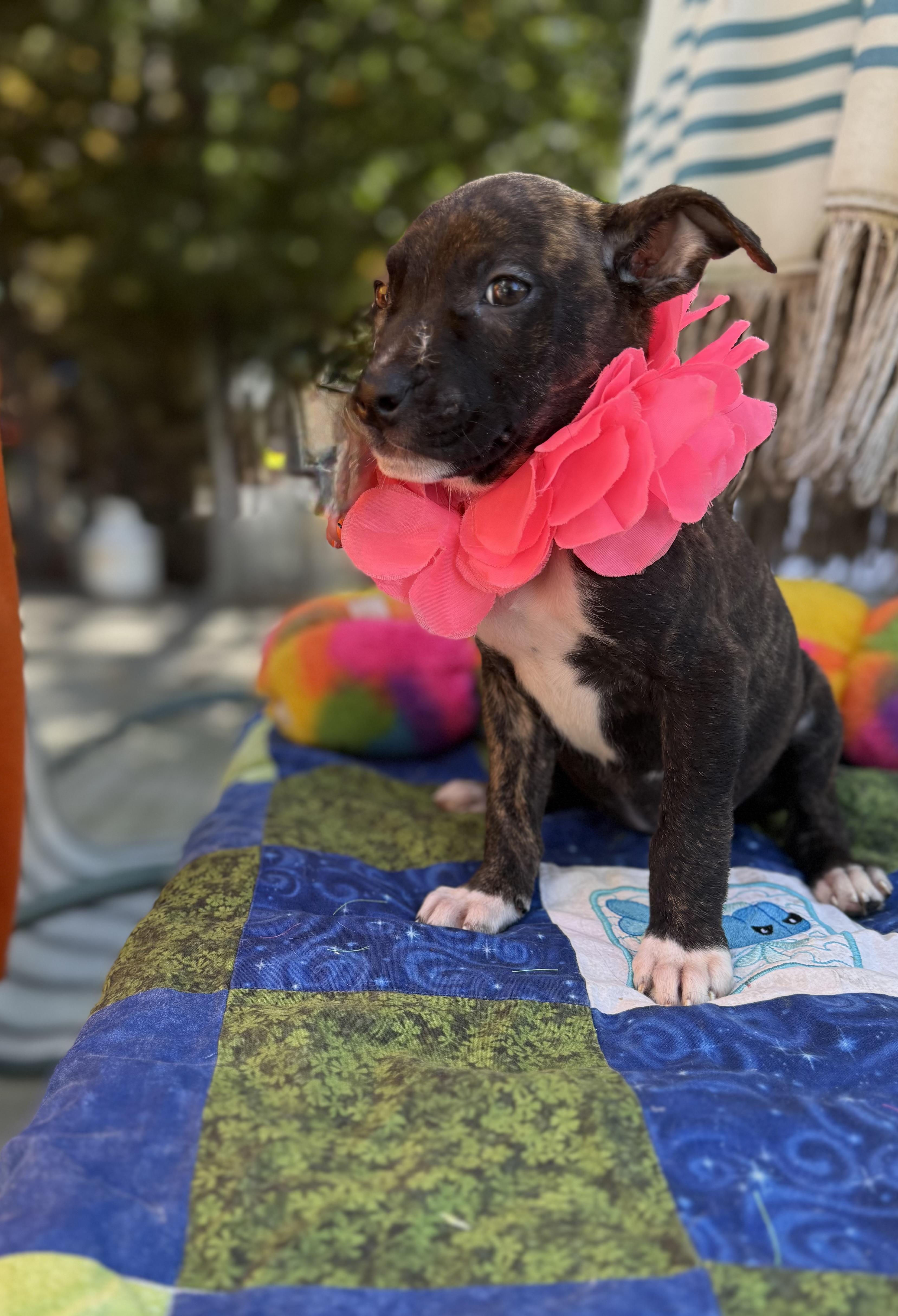 Enlarge Dove, a Adoptable mixed breed in White Lake, MI image 3/4