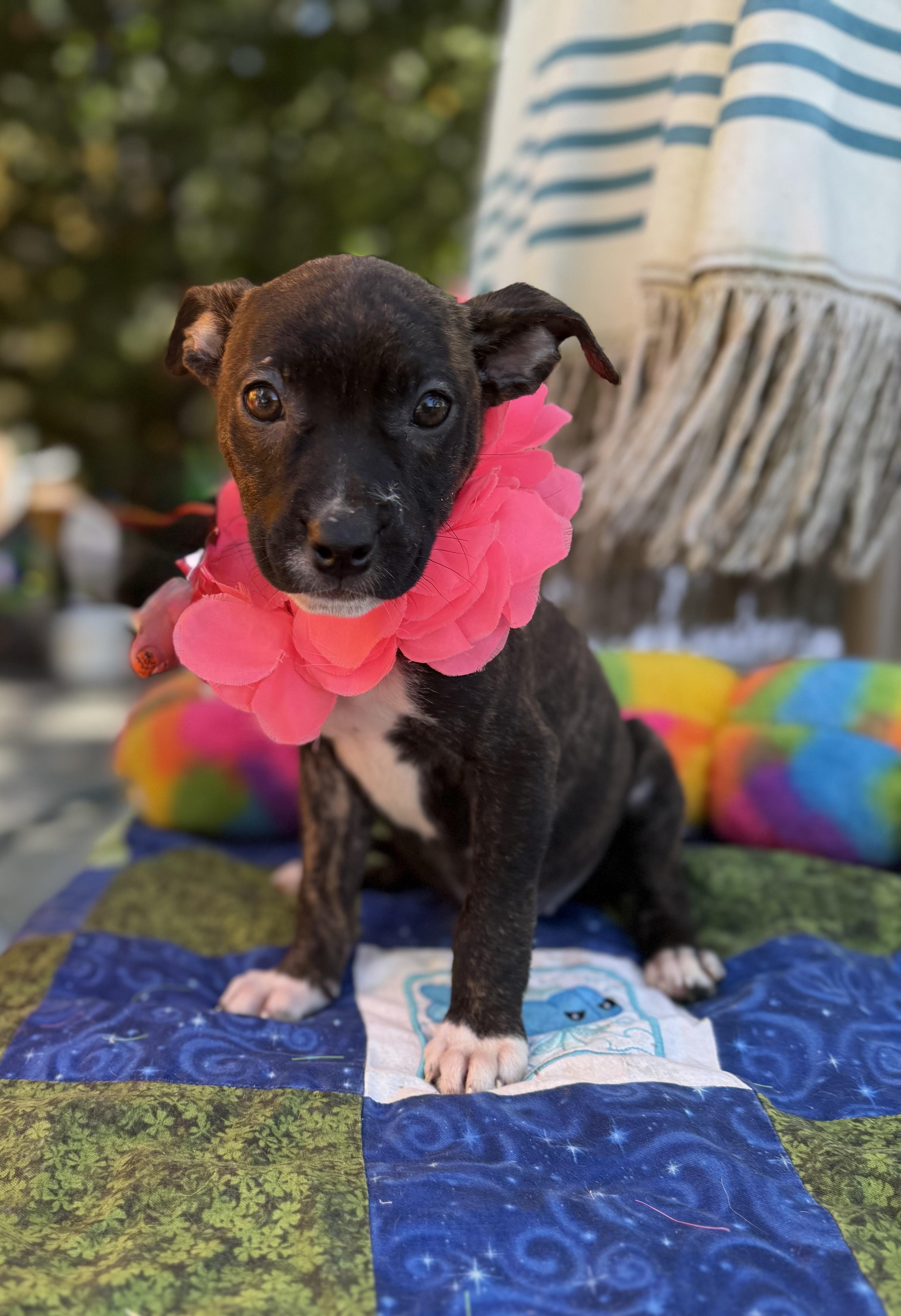 Enlarge Dove, a Adoptable mixed breed in White Lake, MI image 2/4